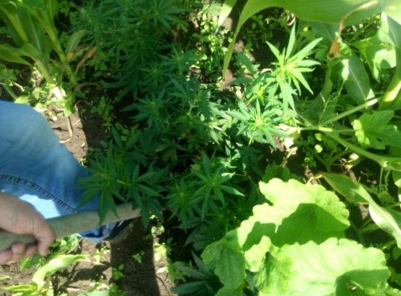 Новини Хмельницького - фото з Понад дві сотні кущів коноплі вирощувала на городі мешканка Віньковеччини Понад дві сотні кущів коноплі вирощувала на городі мешканка Віньковеччини, фото №2 на сайті vsim.ua