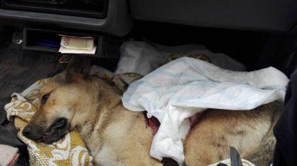 Новини Вінниці - фото з Собака померла, котенят вбили. У Вінниці шукають живодерів (ФОТО 18+) Собака померла, котенят вбили. У Вінниці шукають живодерів (ФОТО 18+), фото №3 на сайті 20minut.ua