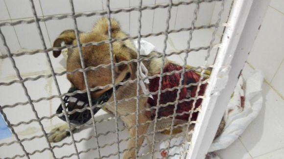 Новини Вінниці - фото з Собака померла, котенят вбили. У Вінниці шукають живодерів (ФОТО 18+) Собака померла, котенят вбили. У Вінниці шукають живодерів (ФОТО 18+), фото №2 на сайті 20minut.ua