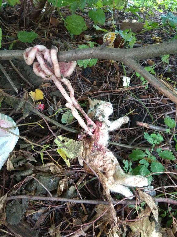 Новини Вінниці - фото з Собака померла, котенят вбили. У Вінниці шукають живодерів (ФОТО 18+) Собака померла, котенят вбили. У Вінниці шукають живодерів (ФОТО 18+), фото №1 на сайті 20minut.ua