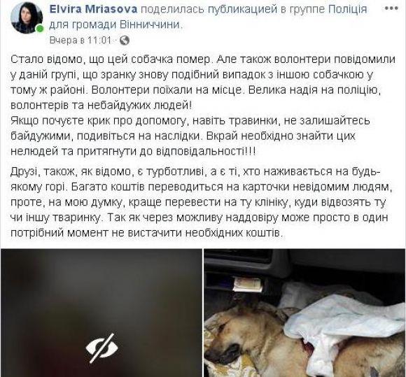 Новини Вінниці - фото з Подробиці справи зооманіяків. Людей збурили знущання над псом і кошенятами Подробиці справи зооманіяків. Людей збурили знущання над псом і кошенятами, фото №1 на сайті 20minut.ua