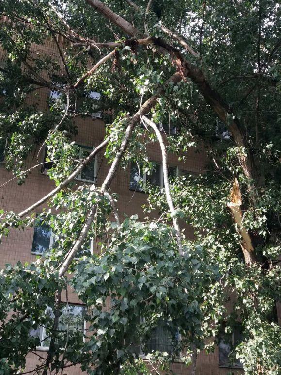 Новини Вінниці - фото з Буря у Вінниці: на вулиці Пирогова повалене дерево впало на балкон Буря у Вінниці: на вулиці Пирогова повалене дерево впало на балкон, фото №2 на сайті 20minut.ua
