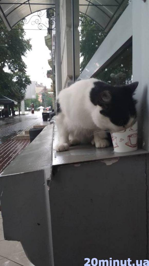 Новини Тернополя - фото з Фото дня: працівниця кав'ярні підгодовує теплим молоком котика, який змок під дощем Фото дня: працівниця кав'ярні підгодовує теплим молоком котика, який змок під дощем, фото №1 на сайті 20minut.ua
