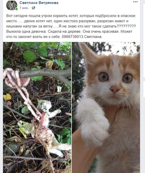 Новини Вінниці - фото з Подробиці справи зооманіяків. Людей збурили знущання над псом і кошенятами Подробиці справи зооманіяків. Людей збурили знущання над псом і кошенятами, фото №2 на сайті 20minut.ua