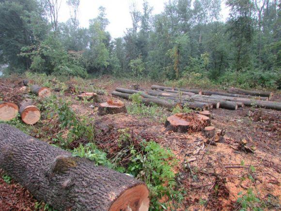 Новини Козятина - фото з Виявили кореневу гниль, то й рубають дерева Виявили кореневу гниль, то й рубають дерева, фото №1 на сайті 20minut.ua