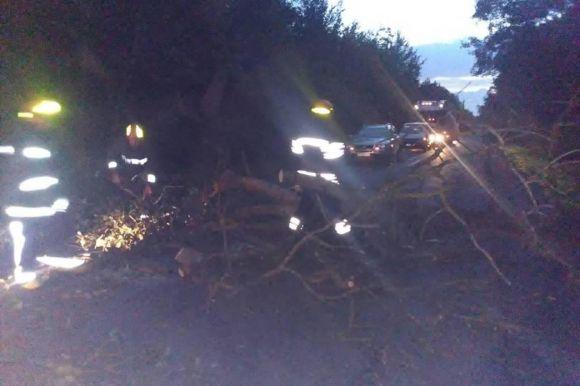 Поблизу Шепетівки величезне дерево паралізувало рух на дорозі, фото №1 на сайті vsim.ua