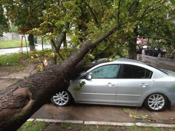 Новини Хмельницького - фото з У Хмельницькому негода повалила дерева на автомобілі та тролейбусні лінії У Хмельницькому негода повалила дерева на автомобілі та тролейбусні лінії, фото №4 на сайті vsim.ua