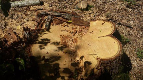 Фотофакт: у житомирських лісах випилюють дуб на заповідних територіях, фото №2 на сайті 20minut.ua