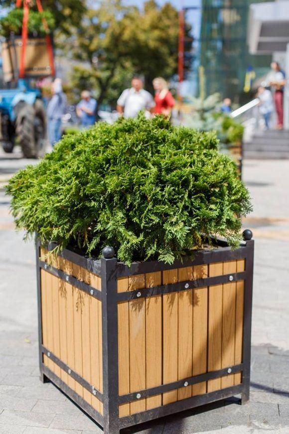 Вінницю прикрашають: на вулиці виставляють кашпо з вічною зеленню, фото №3 на сайті 20minut.ua