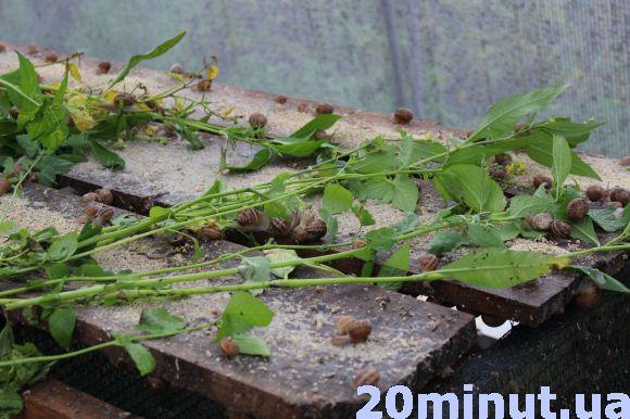 Равликові ферми: новий вид бізнесу на Тернопіллі, фото №4 на сайті 20minut.ua