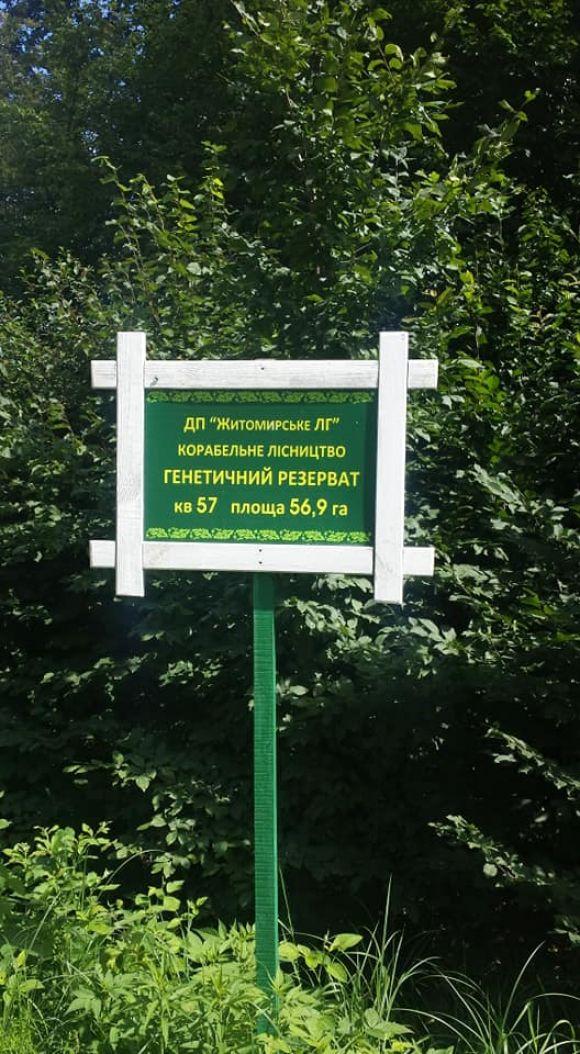 Фотофакт: у житомирських лісах випилюють дуб на заповідних територіях, фото №1 на сайті 20minut.ua