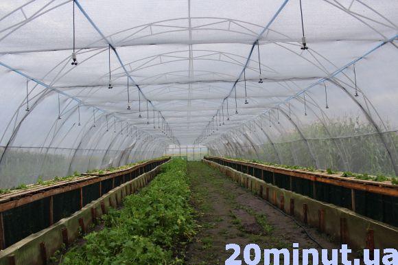 Равликові ферми: новий вид бізнесу на Тернопіллі, фото №3 на сайті 20minut.ua