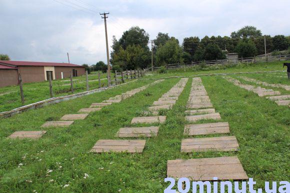 Равликові ферми: новий вид бізнесу на Тернопіллі, фото №2 на сайті 20minut.ua
