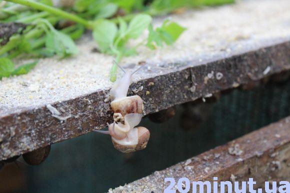 Равликові ферми: новий вид бізнесу на Тернопіллі, фото №5 на сайті 20minut.ua