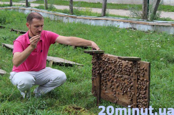 Равликові ферми: новий вид бізнесу на Тернопіллі, фото №1 на сайті 20minut.ua