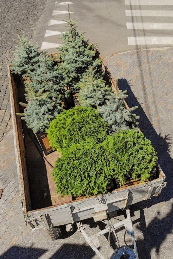 Вінницю прикрашають: на вулиці виставляють кашпо з вічною зеленню, фото №1 на сайті 20minut.ua