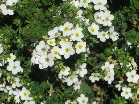 Новини Хмельницького - фото з Серпневий ботанічний сад. Які квіти цвітуть на території ХНУ Серпневий ботанічний сад. Які квіти цвітуть на території ХНУ, фото №6 на сайті vsim.ua