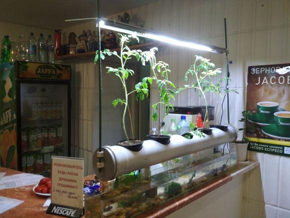 Новини Вінниці - фото з Рейд по громадському харчуванню: Як годують в їдальні з вітражами і живими помідорами Рейд по громадському харчуванню: Як годують в їдальні з вітражами і живими помідорами, фото №4 на сайті 20minut.ua