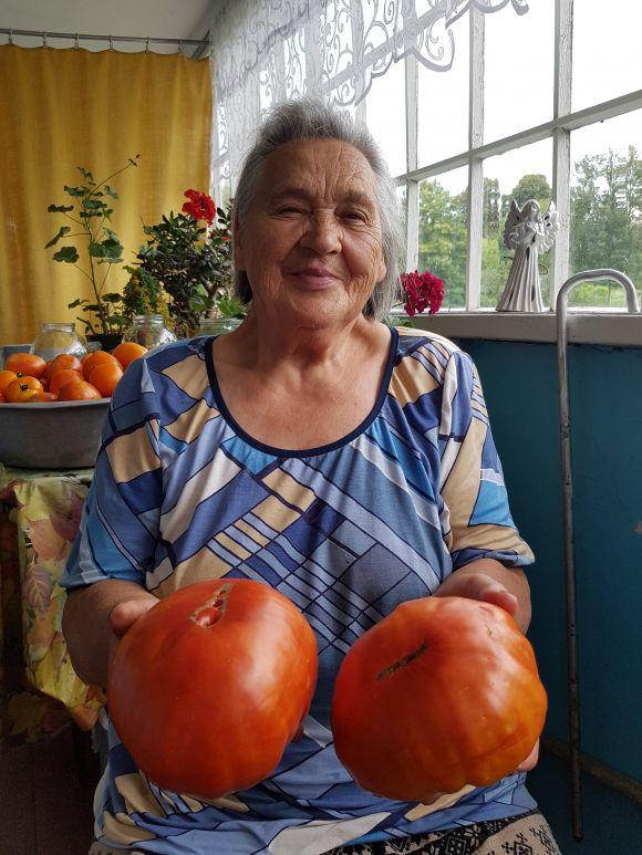 У Махаринцях ростуть помідори-велетні, фото №1 на сайті 20minut.ua