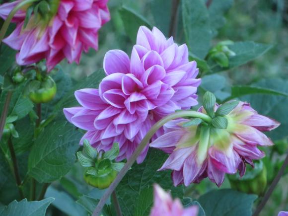 Новини Хмельницького - фото з Серпневий ботанічний сад. Які квіти цвітуть на території ХНУ Серпневий ботанічний сад. Які квіти цвітуть на території ХНУ, фото №19 на сайті vsim.ua