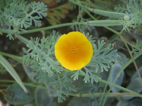 Новини Хмельницького - фото з Серпневий ботанічний сад. Які квіти цвітуть на території ХНУ Серпневий ботанічний сад. Які квіти цвітуть на території ХНУ, фото №1 на сайті vsim.ua