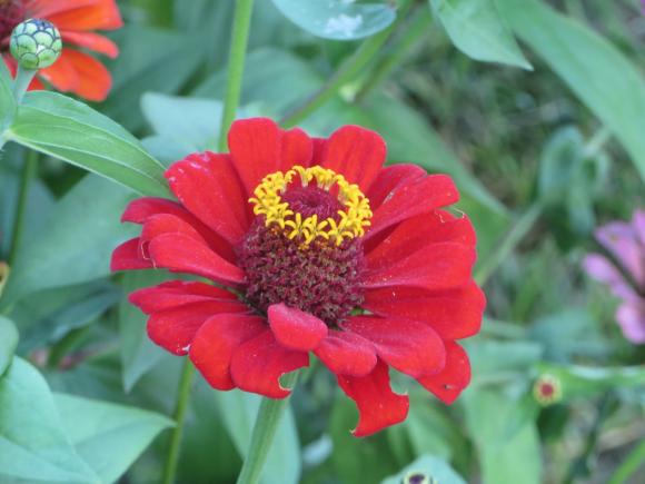 Новини Хмельницького - фото з Серпневий ботанічний сад. Які квіти цвітуть на території ХНУ Серпневий ботанічний сад. Які квіти цвітуть на території ХНУ, фото №5 на сайті vsim.ua