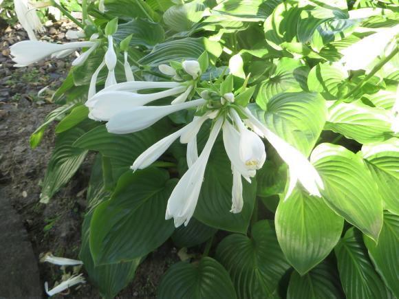 Новини Хмельницького - фото з Серпневий ботанічний сад. Які квіти цвітуть на території ХНУ Серпневий ботанічний сад. Які квіти цвітуть на території ХНУ, фото №15 на сайті vsim.ua