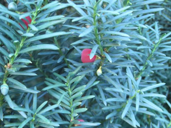 Новини Хмельницького - фото з Серпневий ботанічний сад. Які квіти цвітуть на території ХНУ Серпневий ботанічний сад. Які квіти цвітуть на території ХНУ, фото №9 на сайті vsim.ua