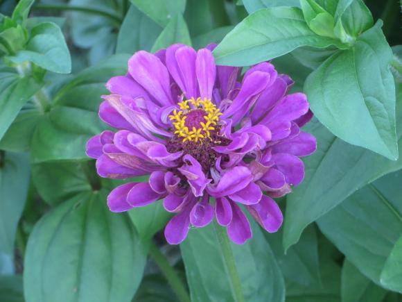 Новини Хмельницького - фото з Серпневий ботанічний сад. Які квіти цвітуть на території ХНУ Серпневий ботанічний сад. Які квіти цвітуть на території ХНУ, фото №4 на сайті vsim.ua