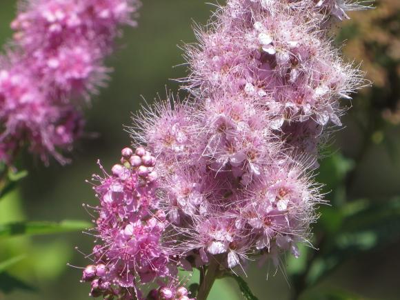 Новини Хмельницького - фото з Серпневий ботанічний сад. Які квіти цвітуть на території ХНУ Серпневий ботанічний сад. Які квіти цвітуть на території ХНУ, фото №7 на сайті vsim.ua