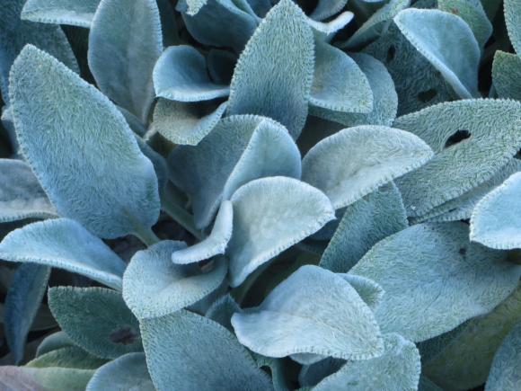 Новини Хмельницького - фото з Серпневий ботанічний сад. Які квіти цвітуть на території ХНУ Серпневий ботанічний сад. Які квіти цвітуть на території ХНУ, фото №14 на сайті vsim.ua