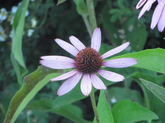 Новини Хмельницького - фото з Серпневий ботанічний сад. Які квіти цвітуть на території ХНУ Серпневий ботанічний сад. Які квіти цвітуть на території ХНУ, фото №13 на сайті vsim.ua