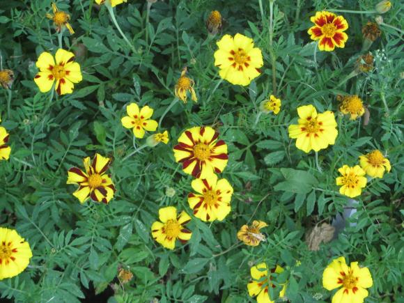 Новини Хмельницького - фото з Серпневий ботанічний сад. Які квіти цвітуть на території ХНУ Серпневий ботанічний сад. Які квіти цвітуть на території ХНУ, фото №12 на сайті vsim.ua