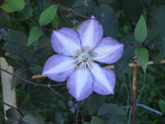 Новини Хмельницького - фото з Серпневий ботанічний сад. Які квіти цвітуть на території ХНУ Серпневий ботанічний сад. Які квіти цвітуть на території ХНУ, фото №16 на сайті vsim.ua