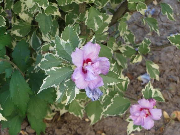 Новини Хмельницького - фото з Серпневий ботанічний сад. Які квіти цвітуть на території ХНУ Серпневий ботанічний сад. Які квіти цвітуть на території ХНУ, фото №2 на сайті vsim.ua