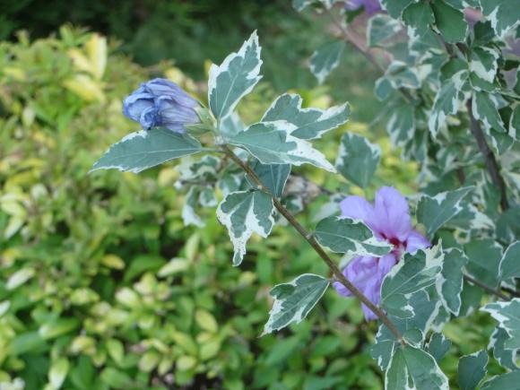 Новини Хмельницького - фото з Серпневий ботанічний сад. Які квіти цвітуть на території ХНУ Серпневий ботанічний сад. Які квіти цвітуть на території ХНУ, фото №3 на сайті vsim.ua