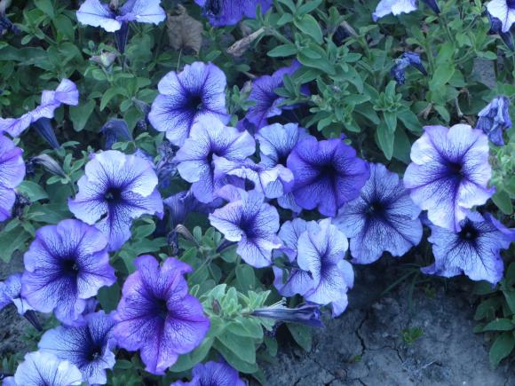 Новини Хмельницького - фото з Серпневий ботанічний сад. Які квіти цвітуть на території ХНУ Серпневий ботанічний сад. Які квіти цвітуть на території ХНУ, фото №17 на сайті vsim.ua