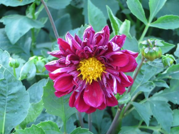 Новини Хмельницького - фото з Серпневий ботанічний сад. Які квіти цвітуть на території ХНУ Серпневий ботанічний сад. Які квіти цвітуть на території ХНУ, фото №18 на сайті vsim.ua