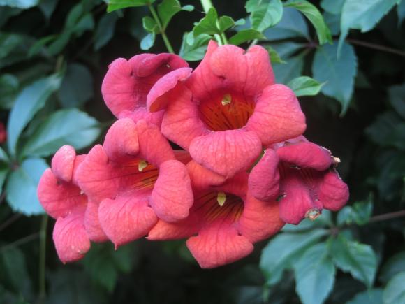 Новини Хмельницького - фото з Серпневий ботанічний сад. Які квіти цвітуть на території ХНУ Серпневий ботанічний сад. Які квіти цвітуть на території ХНУ, фото №8 на сайті vsim.ua