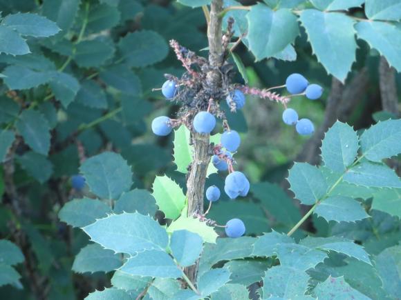 Новини Хмельницького - фото з Серпневий ботанічний сад. Які квіти цвітуть на території ХНУ Серпневий ботанічний сад. Які квіти цвітуть на території ХНУ, фото №10 на сайті vsim.ua