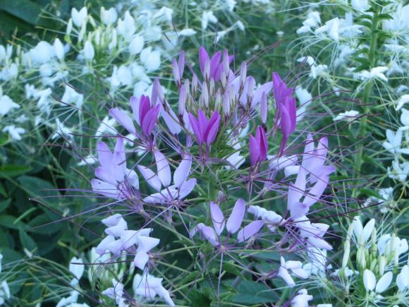 Новини Хмельницького - фото з Серпневий ботанічний сад. Які квіти цвітуть на території ХНУ Серпневий ботанічний сад. Які квіти цвітуть на території ХНУ, фото №11 на сайті vsim.ua