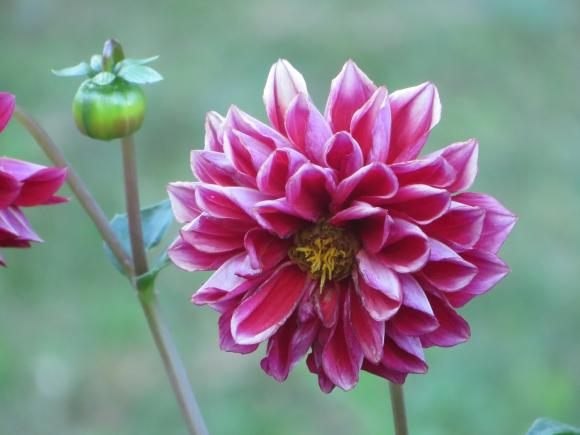 Новини Хмельницького - фото з Серпневий ботанічний сад. Які квіти цвітуть на території ХНУ Серпневий ботанічний сад. Які квіти цвітуть на території ХНУ, фото №20 на сайті vsim.ua