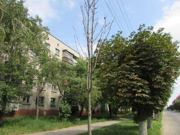 Новини Козятина - фото з Оцінку озелененню красномовно дають козятинські сухостої
