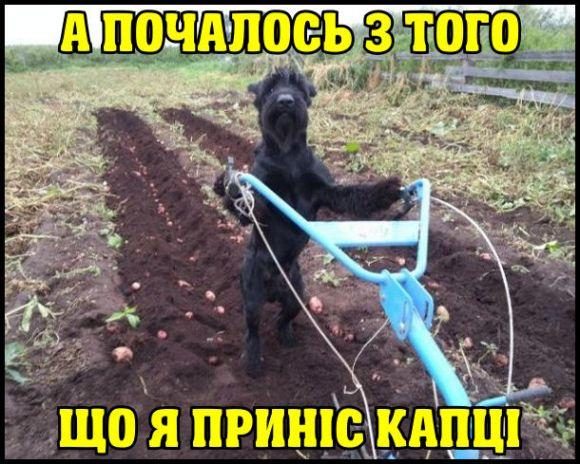 Сезон копання картоплі: середина серпня-початок вересня, фото №1 на сайті 20minut.ua