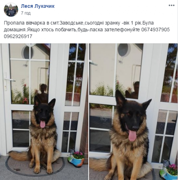 Чортківчанка дякує користувачам соцмереж, які допомогли повернути вівчарку Лайму, фото №1 на сайті 20minut.ua