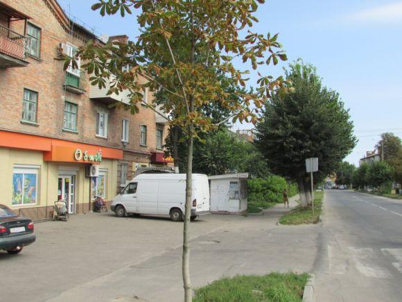 Новини Козятина - фото з Оцінку озелененню красномовно дають козятинські сухостої