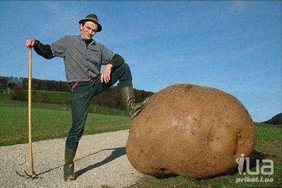 Сезон копання картоплі: середина серпня-початок вересня, фото №6 на сайті 20minut.ua