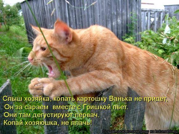 Сезон копання картоплі: середина серпня-початок вересня, фото №8 на сайті 20minut.ua