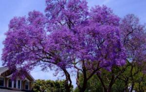 ТОП-10 "чудес", якими Тернопіль здивував Україну, фото №10 на сайті 20minut.ua