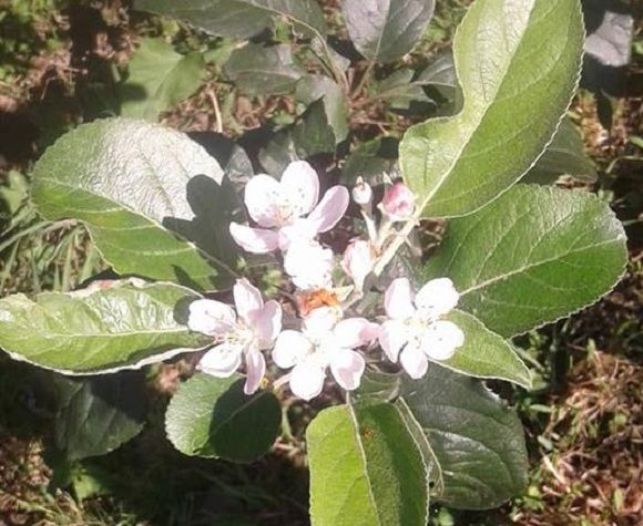 Новини Тернополя - фото з Фото дня: на Теребовлянщині  вруге за рік розцвіла яблуня Фото дня: на Теребовлянщині  вруге за рік розцвіла яблуня, фото №1 на сайті 20minut.ua